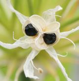 česnek  <i>(Allium roseum)</i> / Plod