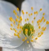 sasanka hajní <i>(Anemone nemorosa)</i> / Květ/Květenství