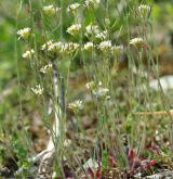 huseníček rolní <i>(Arabidopsis thaliana)</i>