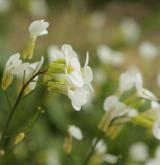 huseník kavkazský <i>(Arabis caucasica)</i> / Květ/Květenství