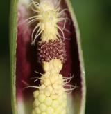 árón východní <i>(Arum cylindraceum)</i>
