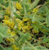 kozinec bezlodyžný <i>(Astragalus exscapus)</i> / Habitus