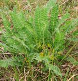 kozinec bezlodyžný <i>(Astragalus exscapus)</i>