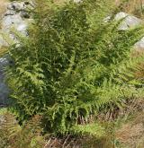 papratka horská <i>(Athyrium distentifolium)</i> / Habitus