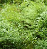 papratka samičí <i>(Athyrium filix-femina)</i>