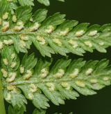 papratka samičí <i>(Athyrium filix-femina)</i>