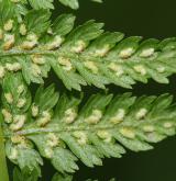 papratka samičí <i>(Athyrium filix-femina)</i> / Ostatní