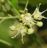javor ginnala (amurský) <i>(Acer ginnala)</i> / Květ/Květenství