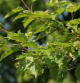 javor ginnala (amurský) <i>(Acer ginnala)</i>