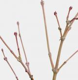 javor dlanitolistý <i>(Acer palmatum)</i>