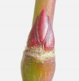 javor dlanitolistý <i>(Acer palmatum)</i>