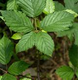 ostružiník dvojbarevný <i>(Rubus bifrons)</i> / List