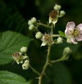 ostružiník dvojbarevný <i>(Rubus bifrons)</i> / Květ/Květenství
