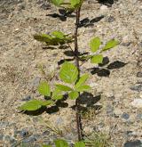ostružiník přímolatý <i>(Rubus orthostachys)</i> / 