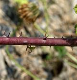 ostružiník přímolatý <i>(Rubus orthostachys)</i> / Stonek