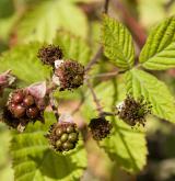 ostružiník přímolatý <i>(Rubus orthostachys)</i> / Plod