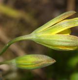 křivatec žlutý <i>(Gagea lutea)</i>