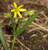 křivatec žlutý <i>(Gagea lutea)</i> / Habitus