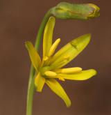 křivatec žlutý <i>(Gagea lutea)</i> / Květ/Květenství