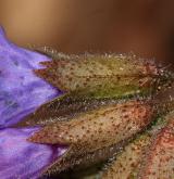 plícník tmavý <i>(Pulmonaria obscura)</i> / Květ/Květenství