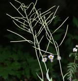 huseník chudokvětý <i>(Arabis pauciflora)</i> / Plod