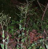 huseník chudokvětý <i>(Arabis pauciflora)</i> / Habitus
