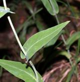 huseník chudokvětý <i>(Arabis pauciflora)</i>