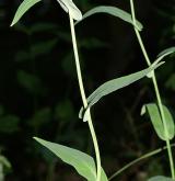 huseník chudokvětý <i>(Arabis pauciflora)</i> / List