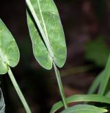 huseník chudokvětý <i>(Arabis pauciflora)</i> / List
