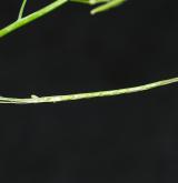 huseník chudokvětý <i>(Arabis pauciflora)</i>