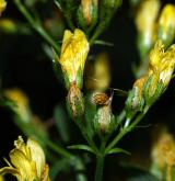třezalka chlupatá <i>(Hypericum hirsutum)</i> / Květ/Květenství