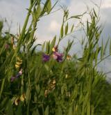 hrachor bahenní <i>(Lathyrus palustris)</i>