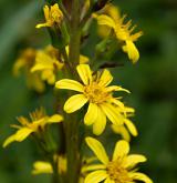 popelivka sibiřská <i>(Ligularia sibirica)</i> / Květ/Květenství