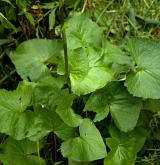 popelivka sibiřská <i>(Ligularia sibirica)</i>