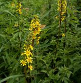 popelivka sibiřská <i>(Ligularia sibirica)</i>