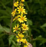 popelivka sibiřská <i>(Ligularia sibirica)</i>