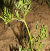 pryskyřník rolní <i>(Ranunculus arvensis)</i> / Habitus