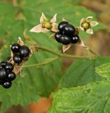 ostružiník rumištní <i>(Rubus franconicus)</i> / Plod