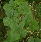 ostružiník rumištní <i>(Rubus franconicus)</i> / List