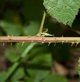 ostružiník rumištní <i>(Rubus franconicus)</i> / Větve a pupeny