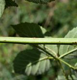 ostružiník sametový <i>(Rubus graecensis)</i> / Stonek