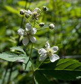 ostružiník sametový <i>(Rubus graecensis)</i> / Květ/Květenství