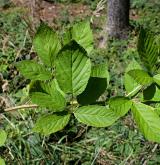 ostružiník sametový <i>(Rubus graecensis)</i> / Habitus