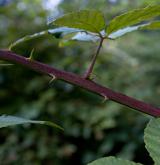 ostružiník běloplstnatý <i>(Rubus montanus)</i> / Větve a pupeny