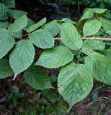 ostružiník brázditý <i>(Rubus sulcatus)</i> / List