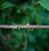 ostružiník brázditý <i>(Rubus sulcatus)</i> / Stonek
