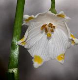 bledule jarní <i>(Leucojum vernum)</i> / Květ/Květenství