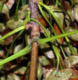javor ďábelský <i>(Acer diabolicum)</i> / Větve a pupeny