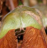 javor ďábelský <i>(Acer diabolicum)</i> / Plod