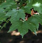 javor ďábelský <i>(Acer diabolicum)</i> / List